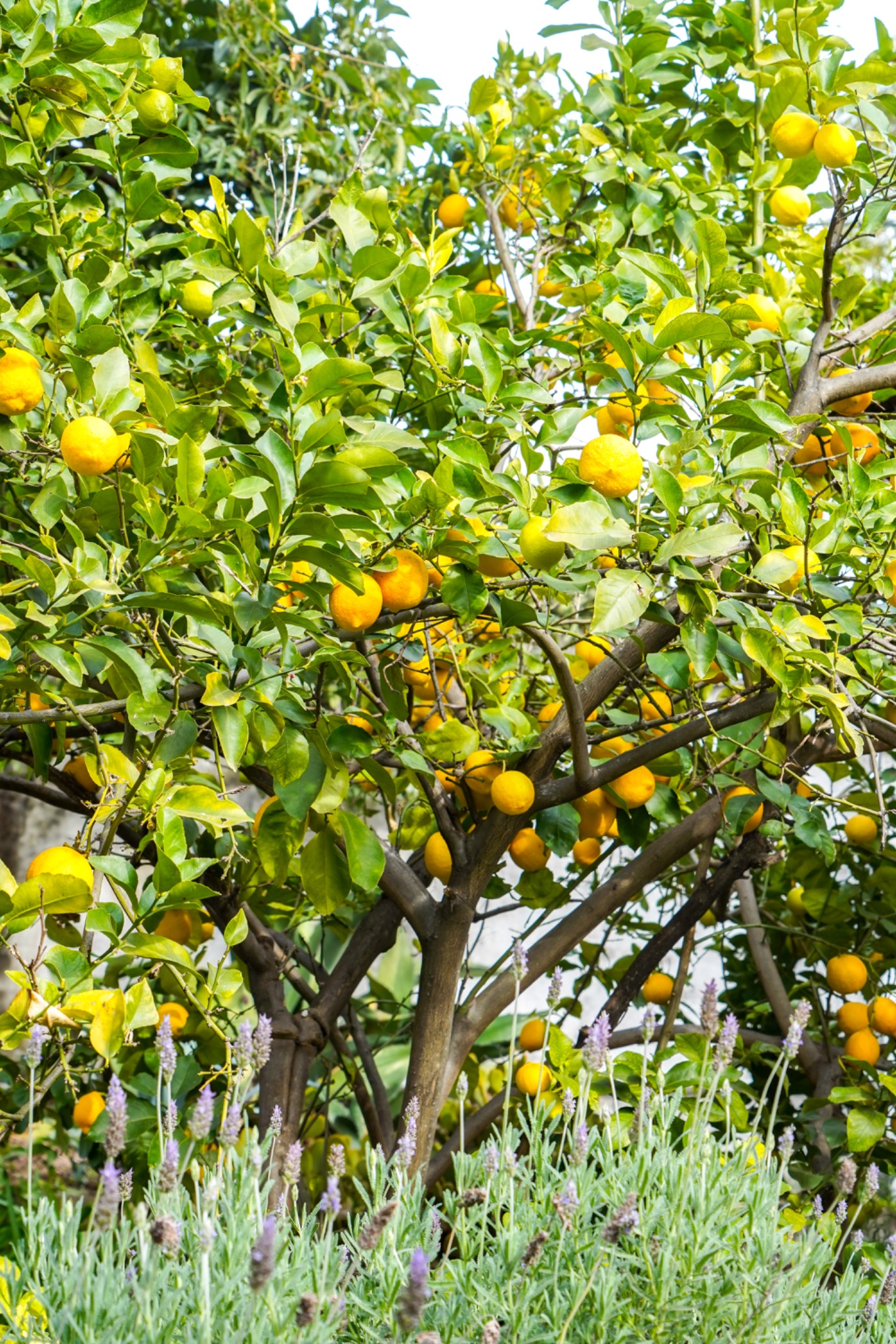 Jardín con limonero